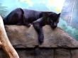 The black panther