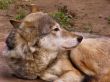 The wolf,