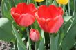 Red tulips
