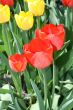 Blossom tulips