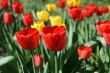 Blossom tulips