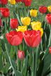 Red tulips