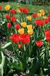 Red tulips