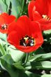 Red tulips