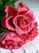 Red roses