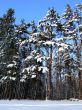 Winter scene