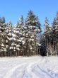 Winter scene