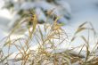 Grass in snow