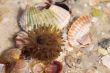 Sea anemone and shells