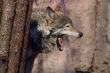 Yawning wolf