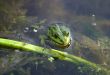 Frog in water