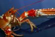 Lobster