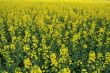 Rape field