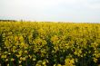 Rape field