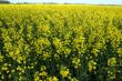 Rape field