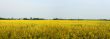 Rape field panorama