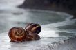 Snails