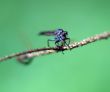 fly on a branch