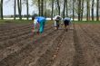 Planting potatoes