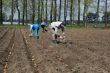 Planting potatoes