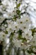Blooming cherry-tree