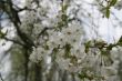 Blooming cherry-tree