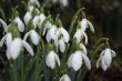 Snowdrop