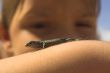 lizard on hand