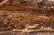 old wood