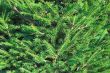fir background