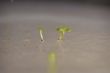 arabidopsis