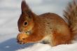 Rd squirrel