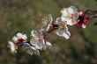 Cherry branch in blossom