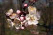 Branch of the tree in blossom