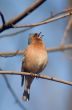 Warble bird