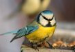 Funny blue tit