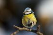 Blue tit