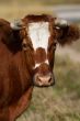 Cow portrait