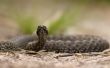Snake before attack