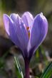 Close-up photo of crocus flower