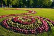 flower bed