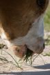 Cow eating a grass