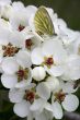 Butterfly on the white flower