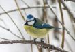 Tomtit bird