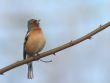 bird on a spiny twig