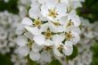 cluster of white flowers