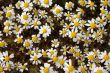 Flowering daisy