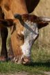 Cow eating the grass