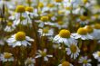 Daisy flowers