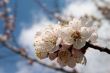 Cherry tree in blossom